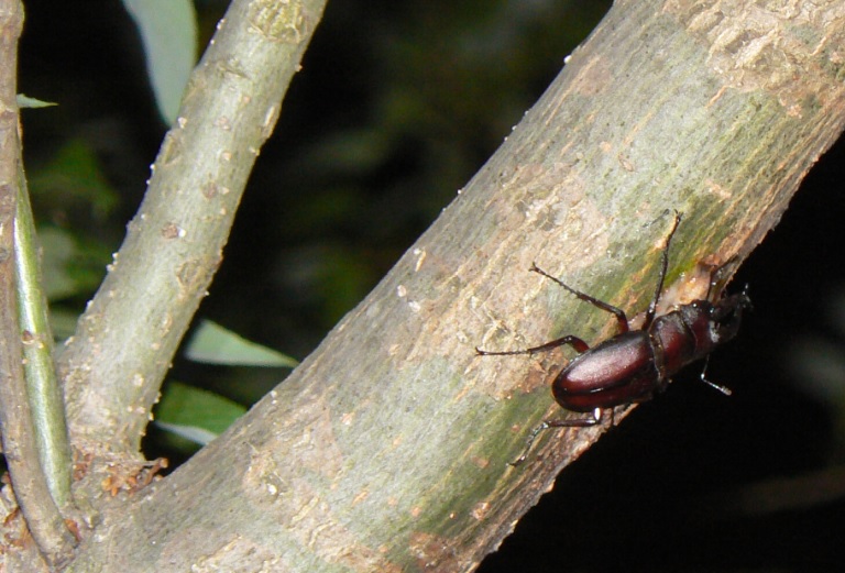 川縁のヤナギ(左上)_ノコギリクワガタ♂_2021年5月15日19時30分頃 気温21度